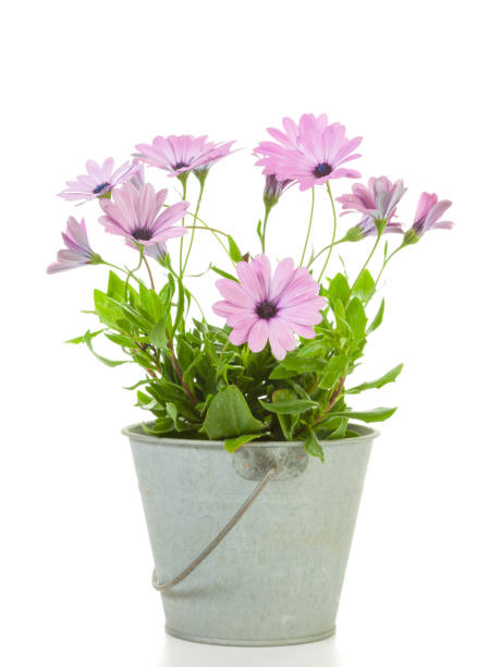 istock African Daisies planted in tin bucket isolated 1296167290