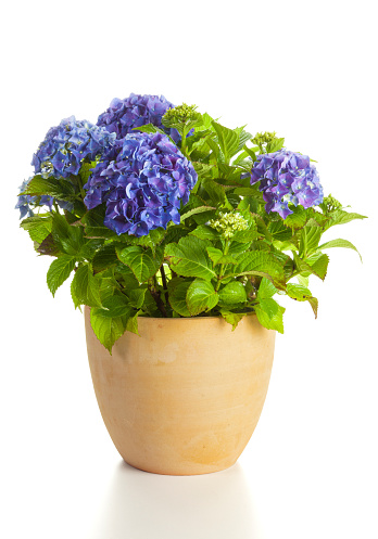 Blooming blue Hydrangea plant in flower pot isolated on white backgorund