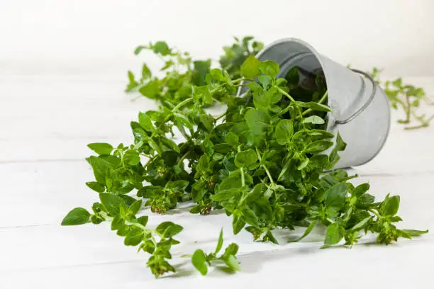 Photo of Oregano plant in tilted tin bucket