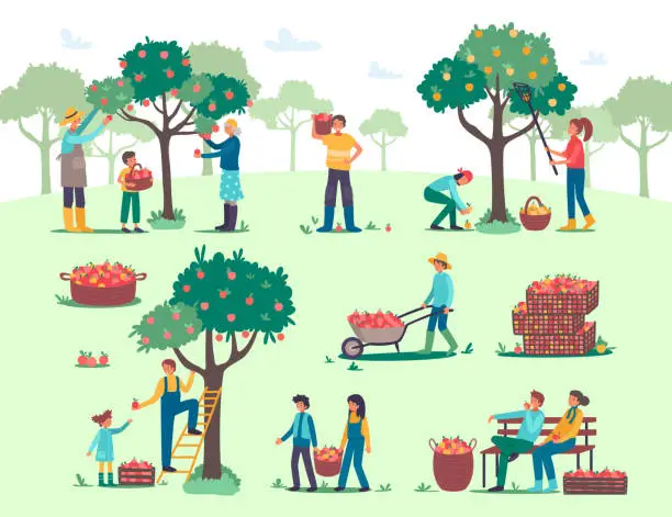Vector illustration of People harvesting, picking apples in farm garden vector illustration, cartoon flat farmer worker characters harvest fall fruits