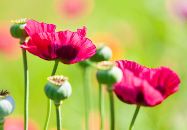 closeup of purple poppy flowers on a meadow o bright sunlight