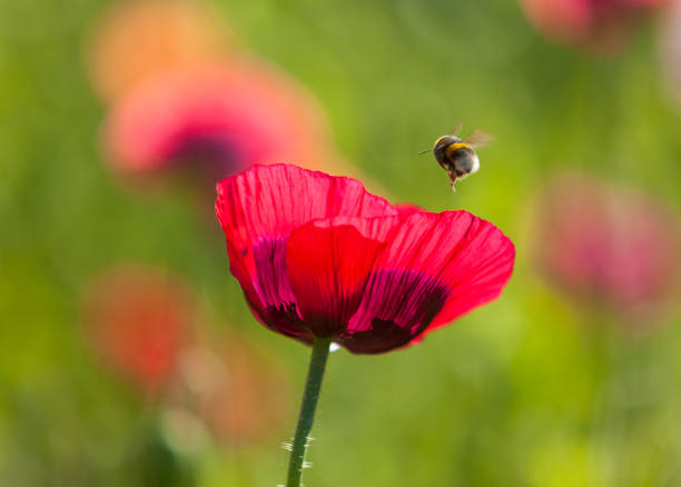Bumbl bee above purple opium poppy flower