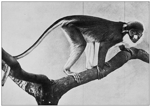 Antique black and white photograph of animals: lesser spot-nosed monkey, lesser spot-nosed guenon, lesser white-nosed guenon, or lesser white-nosed monkey (Cercopithecus petaurista)