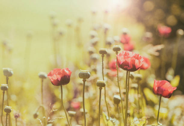 istock Poppy flowers field, vintage style 1296168222