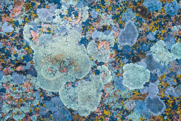 istock Multi-colored fungus texture on the stones 1296168229