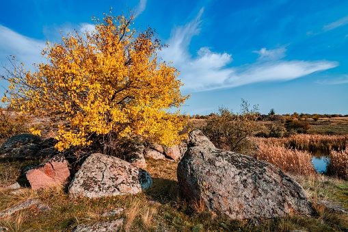 Autumn beautiful yellowed vegetation and gray stones covered with multi-colored lichen and moss in the nature of hills and picturesque Ukraine
