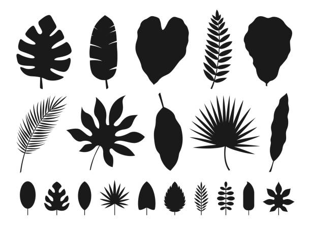 illustrazioni stock, clip art, cartoni animati e icone di tendenza di set foglie tropicali. illustrazione vettoriale - palma