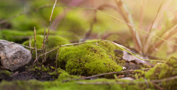 istock Moss background. Green moss on the floor in sunlight 1296169390