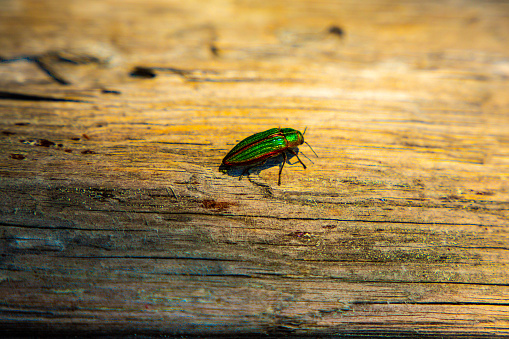 Golden Jewel Beetle (Buprestis aurulenta) also Known as Golden Buprestid, species of Iridescent Green with Shining Orange Trim Around the Wing Covers Walks on Wood Log