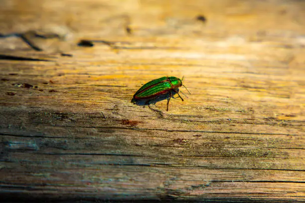 Photo of Golden Jewel Beetle (Buprestis aurulenta) also Known as Golden Buprestid, species of Iridescent Green with Shining Orange Trim Around the Wing Covers Walks on Wood Log