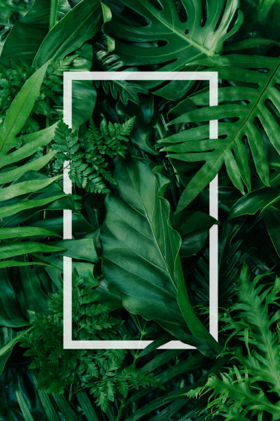 istock abstract green leaf texture, nature background, tropical leaf 1296170299