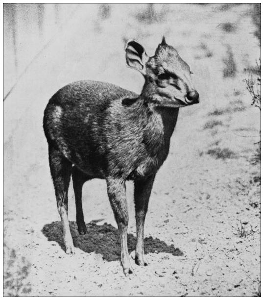 istock Antique black and white photograph of animals: bay duiker (Cephalophus dorsalis) 1296172320