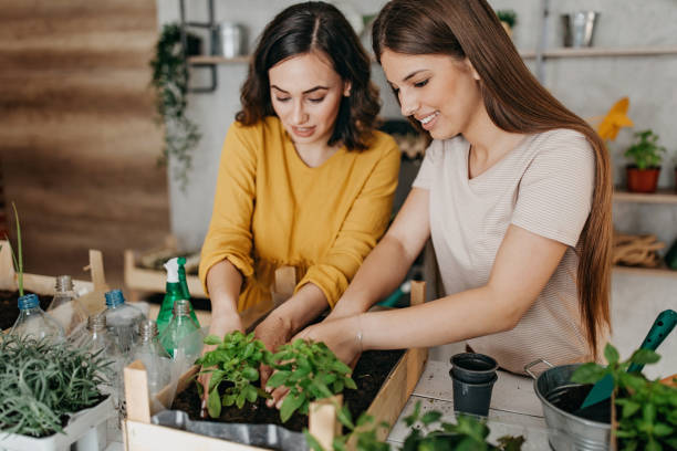 istock Young women planting spices indoors 1296173539