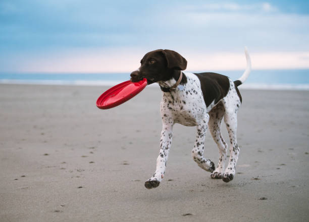 alman shorthaired işaretçi köpek yavrusu - alman kısa tüylü pointeri stok fotoğraflar ve resimler