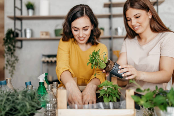 istock Young women planting spices indoors 1296173596