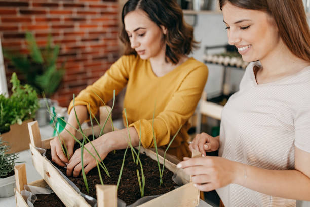 istock Young women planting spices indoors 1296173600