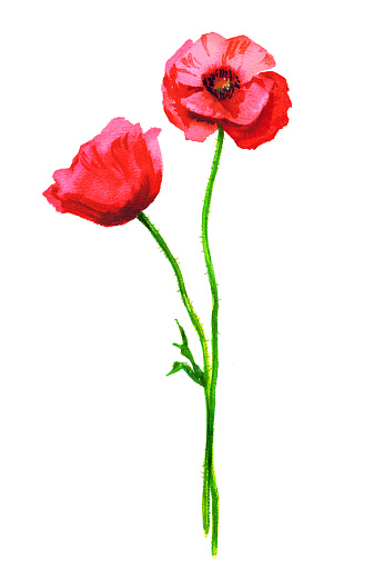 Watercolor red poppies bouquet. Hand painted floral illustration. Beautiful bright flowers