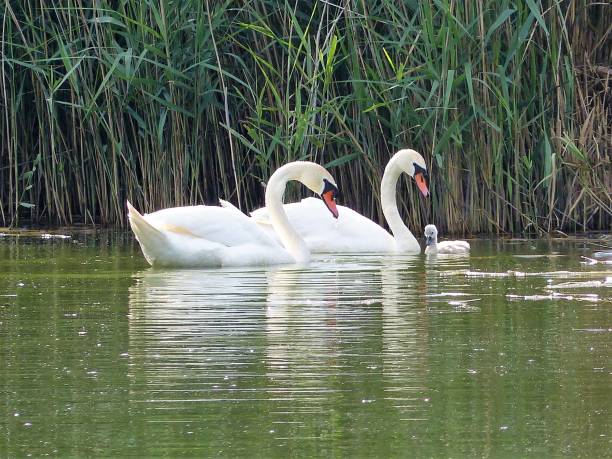 istock Swan pair swims with 1 chick 1296173708