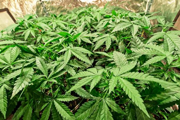 istock Indoor growing cannabis plants 1296174734