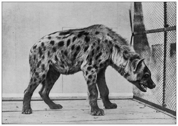 Antique black and white photograph of animals: spotted hyena (Crocuta crocuta) Antique black and white photograph of animals: spotted hyena (Crocuta crocuta) hyena photos stock illustrations