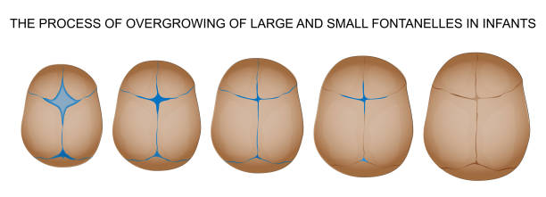 신생아의 폰타넬 - new born baby stock illustrations