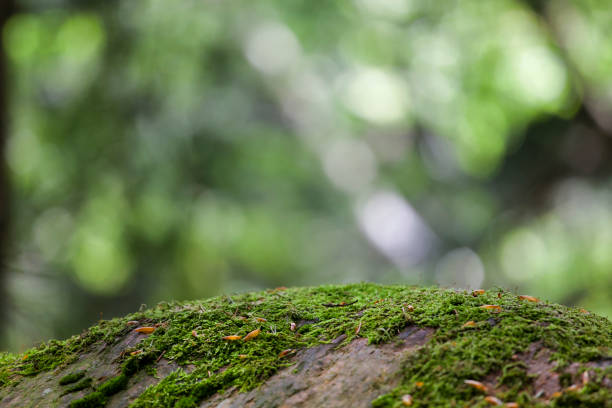 istock Ecology background concept with foreground nature motive 1296176763