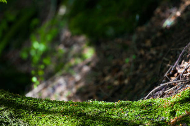 Picture was made in Sudety mountains.out of focus forest is purposely done.