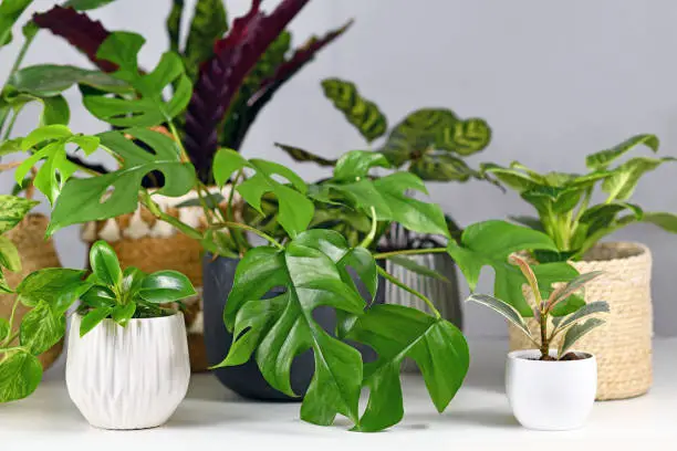 Photo of Different houseplants like Rhaphidophora, Ficus or Philodendron in beautiful flower pots