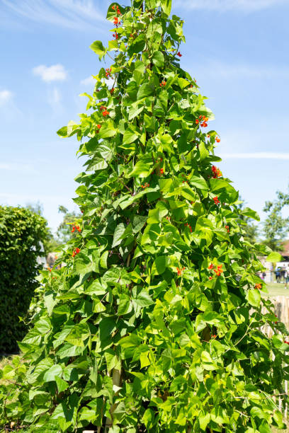 istock Green beans (Phaseolus coccineus) in the vegetable garden 1296177183