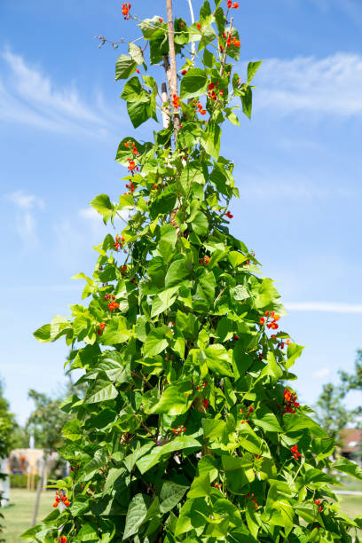 istock Green beans (Phaseolus coccineus) in the vegetable garden 1296177218