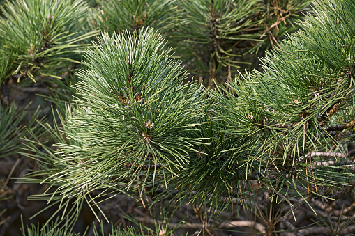 Hornbrook Dwarf Austrian pine (Pinus nigra 'Hornibrookiana')