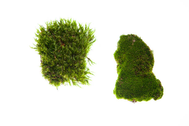 istock Fragments of green moss isolated on white 1296178230
