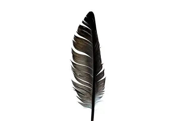 Beautiful feather isolated on white background