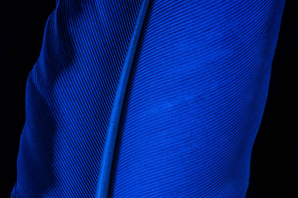 istock Parrot feather macro texture,Blue macro feather,Feather, Animal, Bird, UK, Macaw,Blue and Purple Feather 1296178546
