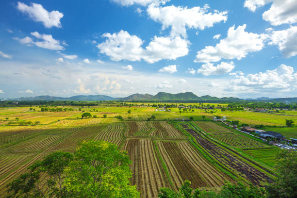 riz terrace aerial shot. image de beau champ de riz de terrasse dans chiang rai thaïlande - niiagata photos et images de collection