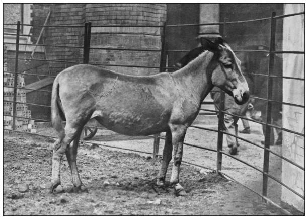 istock Antique black and white photograph of animals 1296179405