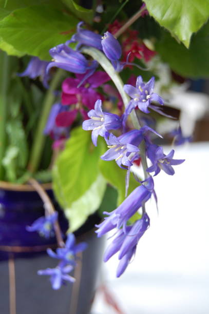 istock Close up on a bluebell stem in bloom standing in a vase. 1296179450