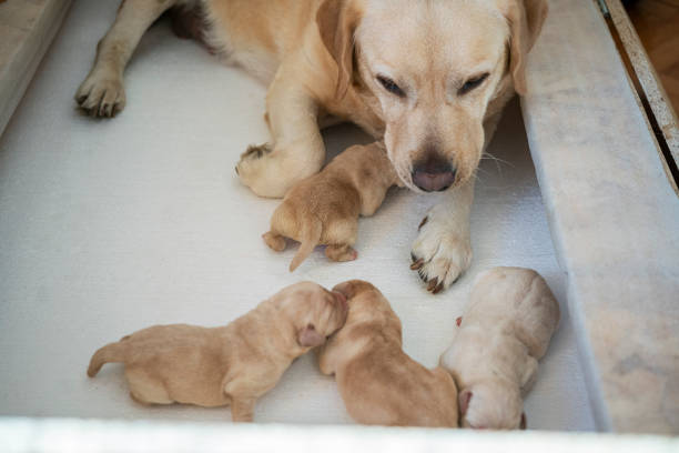 istock New born puppies with their mother 1296179825