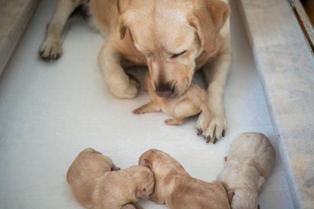 istock New born puppies with their mother 1296179916