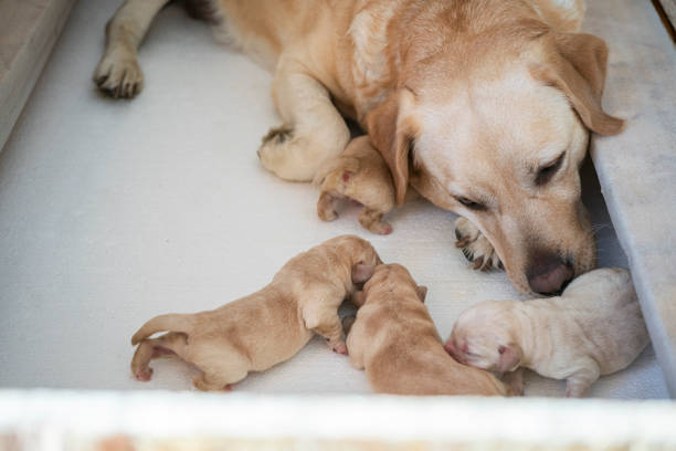 istock New born puppies with their mother 1296180035
