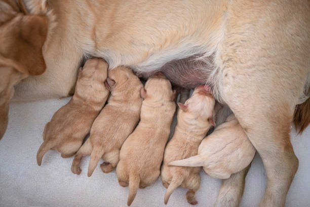 newborn chocolate lab