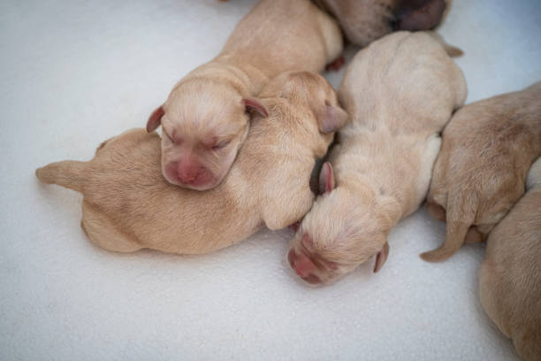 istock Newborn puppies at their box 1296180170