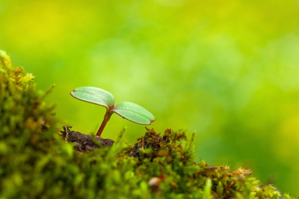 istock Nature background with sprout and moss 1296180208