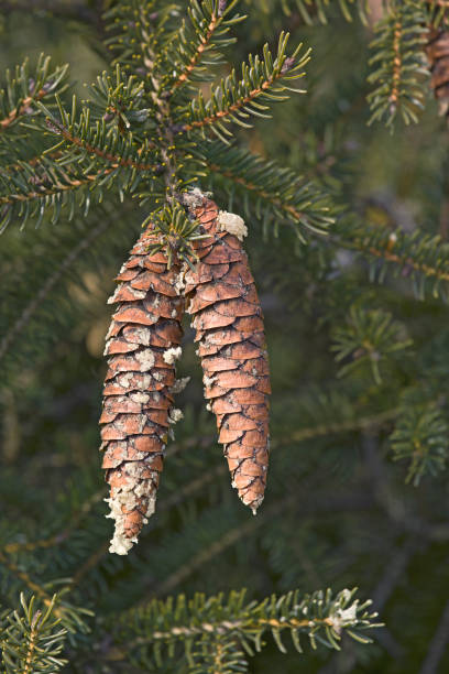 Japanese bush spruce (Picea maximowiczii). Called Maximowicz's spruce also