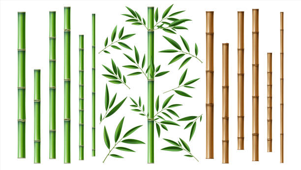 realistische bambus-stick. braun und grün baum zweig und stiele mit blättern isoliert dekorative nahaufnahme elemente, östlichen wald bäume, exotische botanische dekor, eco-material-vektor 3d set - bamboo stock-grafiken, -clipart, -cartoons und -symbole