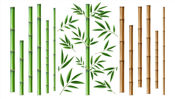 Realistic bamboo stick. Brown and green tree branch and stems with leaves isolated decorative closeup elements, east forest trees, exotic botanical decor, eco material vector 3d set Realistic bamboo stick. Brown and green tree branch and stems with leaves isolated decorative closeup elements, east forest trees collection, exotic botanical decor object, eco material vector 3d set bamboo plant stock illustrations