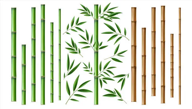 Vector illustration of Realistic bamboo stick. Brown and green tree branch and stems with leaves isolated decorative closeup elements, east forest trees, exotic botanical decor, eco material vector 3d set