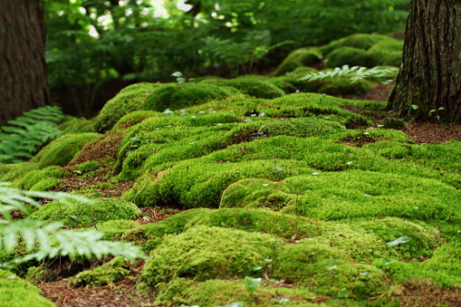 A tranquil scene of a forest floor that is carpeted with bright green moss and lush ferns among the tree trunks.