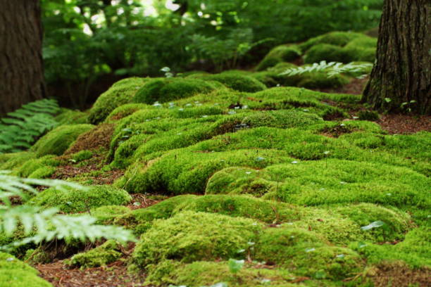 Moss and ferns blanket the forest floor A tranquil scene of a forest floor that is carpeted with bright green moss and lush ferns among the tree trunks. forest floor stock pictures, royalty-free photos & images