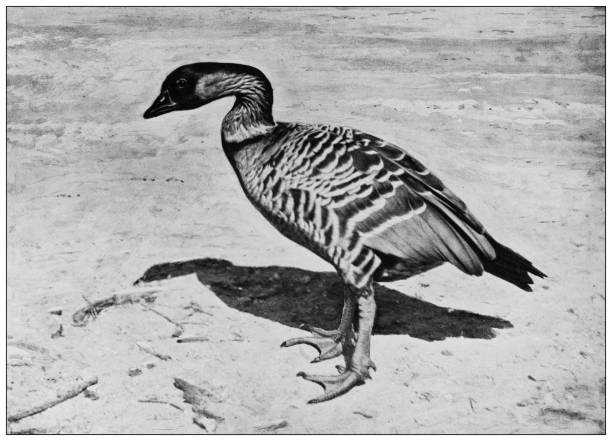 istock Antique black and white photograph of animals: Pintail 1296181157